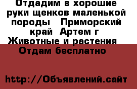  Отдадим в хорошие руки щенков маленькой породы - Приморский край, Артем г. Животные и растения » Отдам бесплатно   